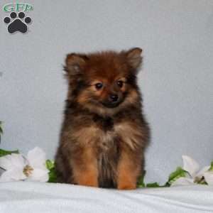 Dixie, Pomeranian Puppy